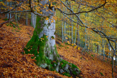 Aukraskogen - Haust