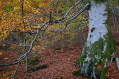 Aukraskogen - Haust