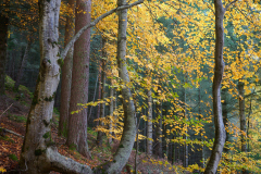 Aukraskogen - Haust