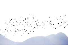 Fugler i flukt