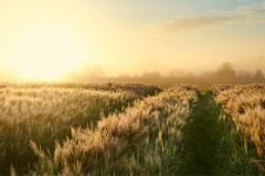 Kornmark ved Rød, Gossen