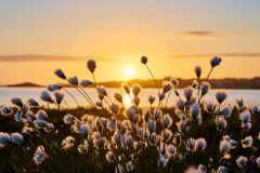 Myrull på Naustberget