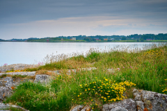 Naustberget - Sommarblomster