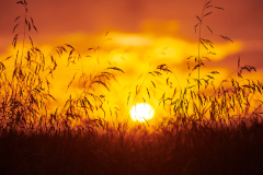 Solem - Gras i solnedgang