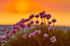 Strandnelik - Rindarøya