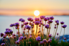 Strandnelikk på berga