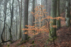 Ensomt tre -Aukraskogen