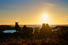Sau i solnedgang - Rindarøya