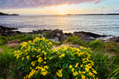 Vågen - Blomsterskyer