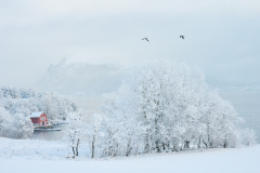 Vinter Eikrem