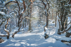 Julsundet- vinter