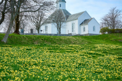 Påskeliljemarka  - Aukra