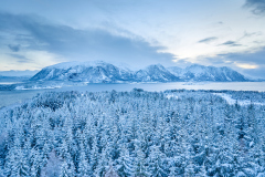 Vinter-Aukraskogen