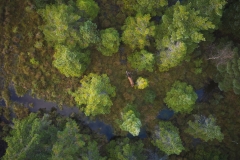 Hjort - Dronefoto
