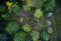 Storbukken i Skogen