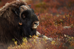 Moskus - Dovre