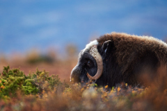 Moskus - Dovre