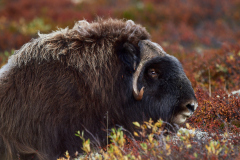 Moskus - Dovre