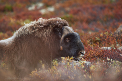 Moskus - Dovre