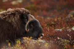 Moskus - Dovre