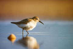 Strandfuggel