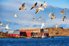 Harøysundet