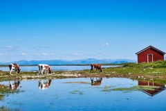 Vegaøyene