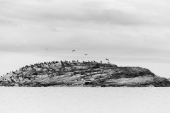 Skarven på Hjertet - Hjertvika
