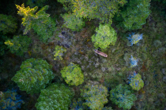 Storbukken i Skogen