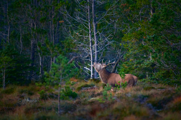 Brunst Hjorten - Brølet Brunst Hjorten - Brølet