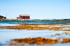 Tang og Tare - Brunvær